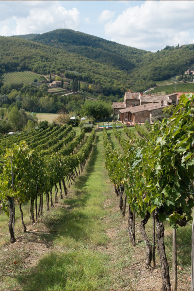Private wine tour from Florence